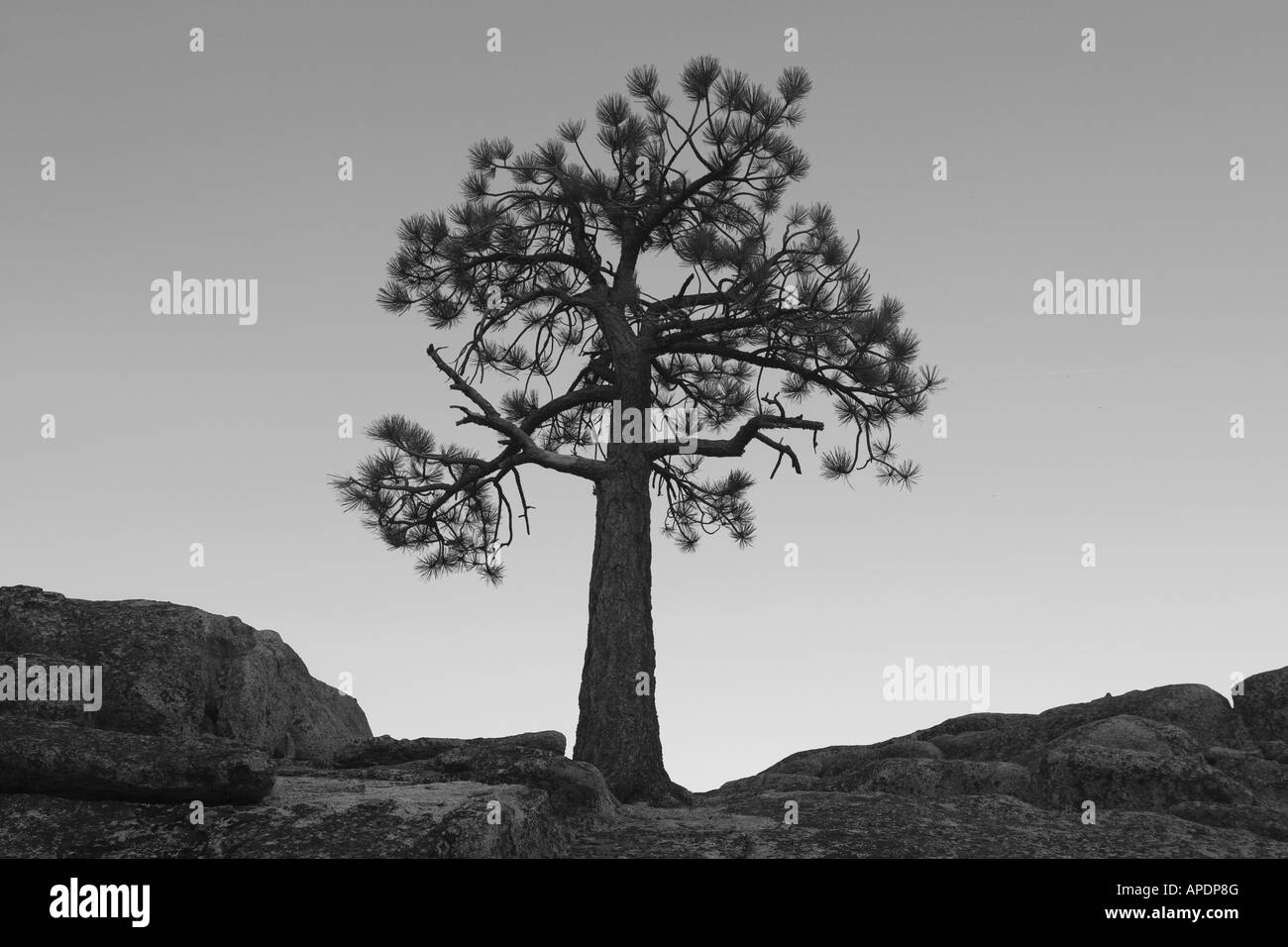 Une silhouette d'un pin, près du lac Tahoe en Californie Banque D'Images