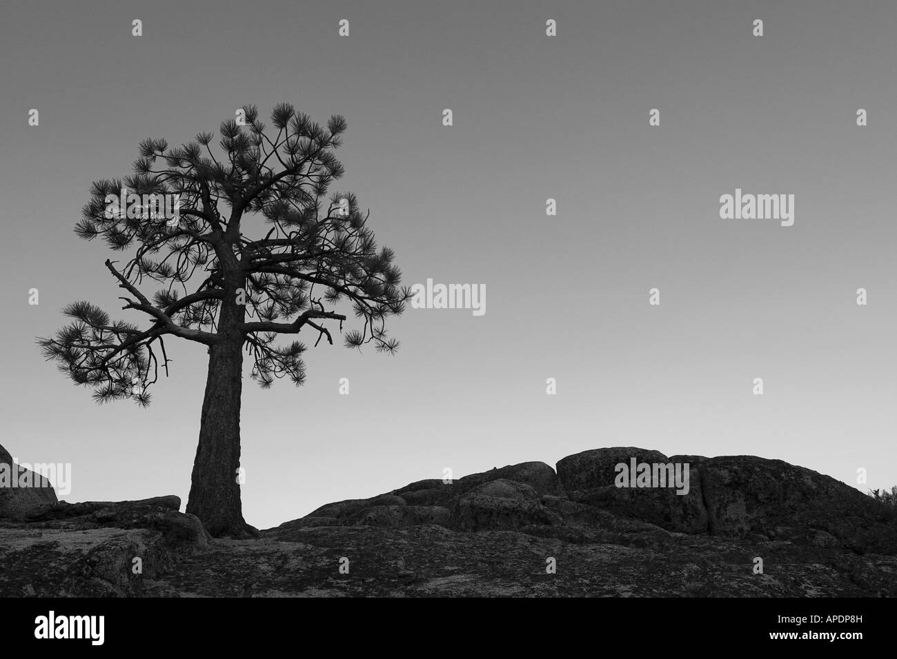 Une silhouette d'un pin, près du lac Tahoe en Californie Banque D'Images