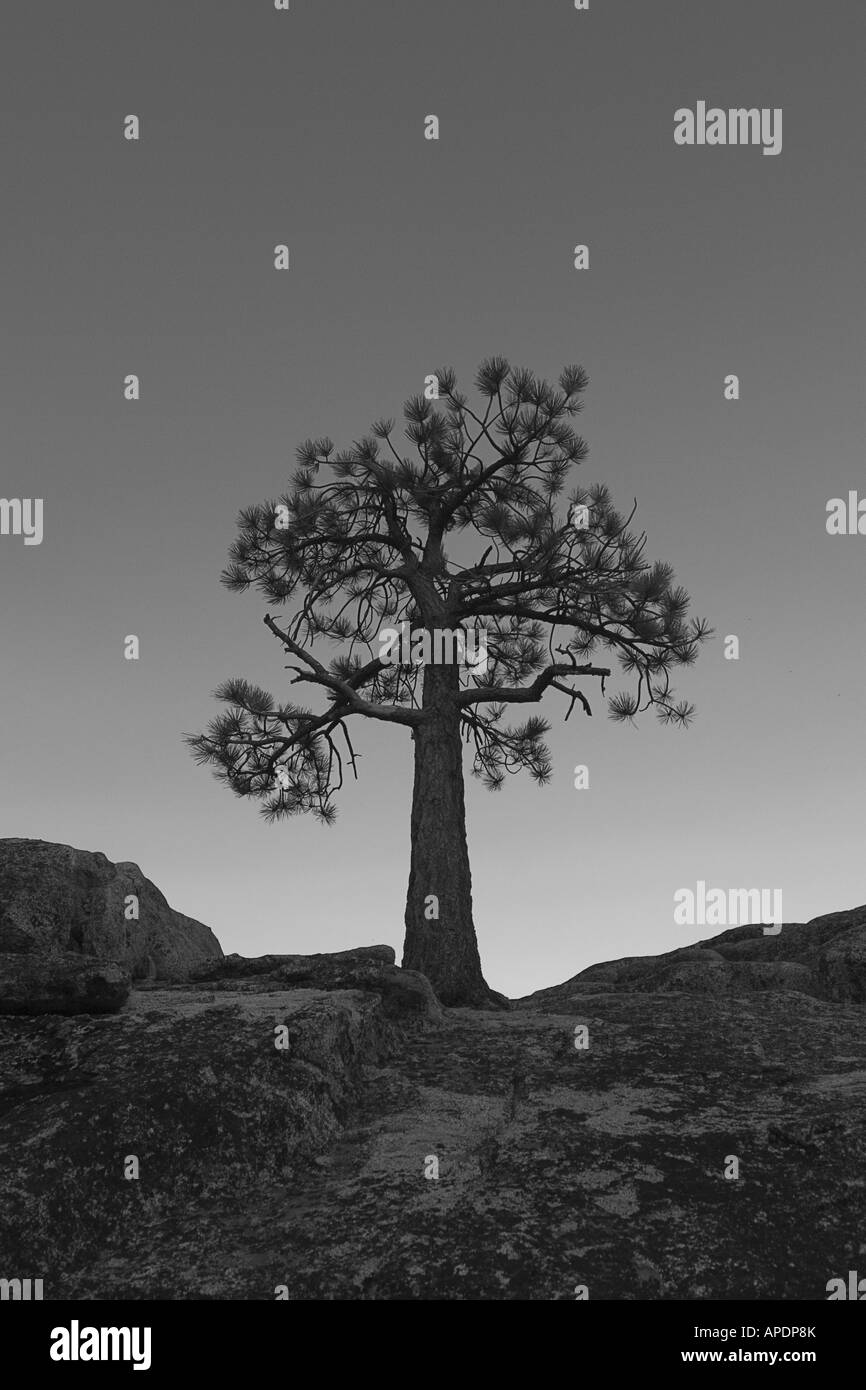 Une silhouette d'un pin, près du lac Tahoe en Californie Banque D'Images
