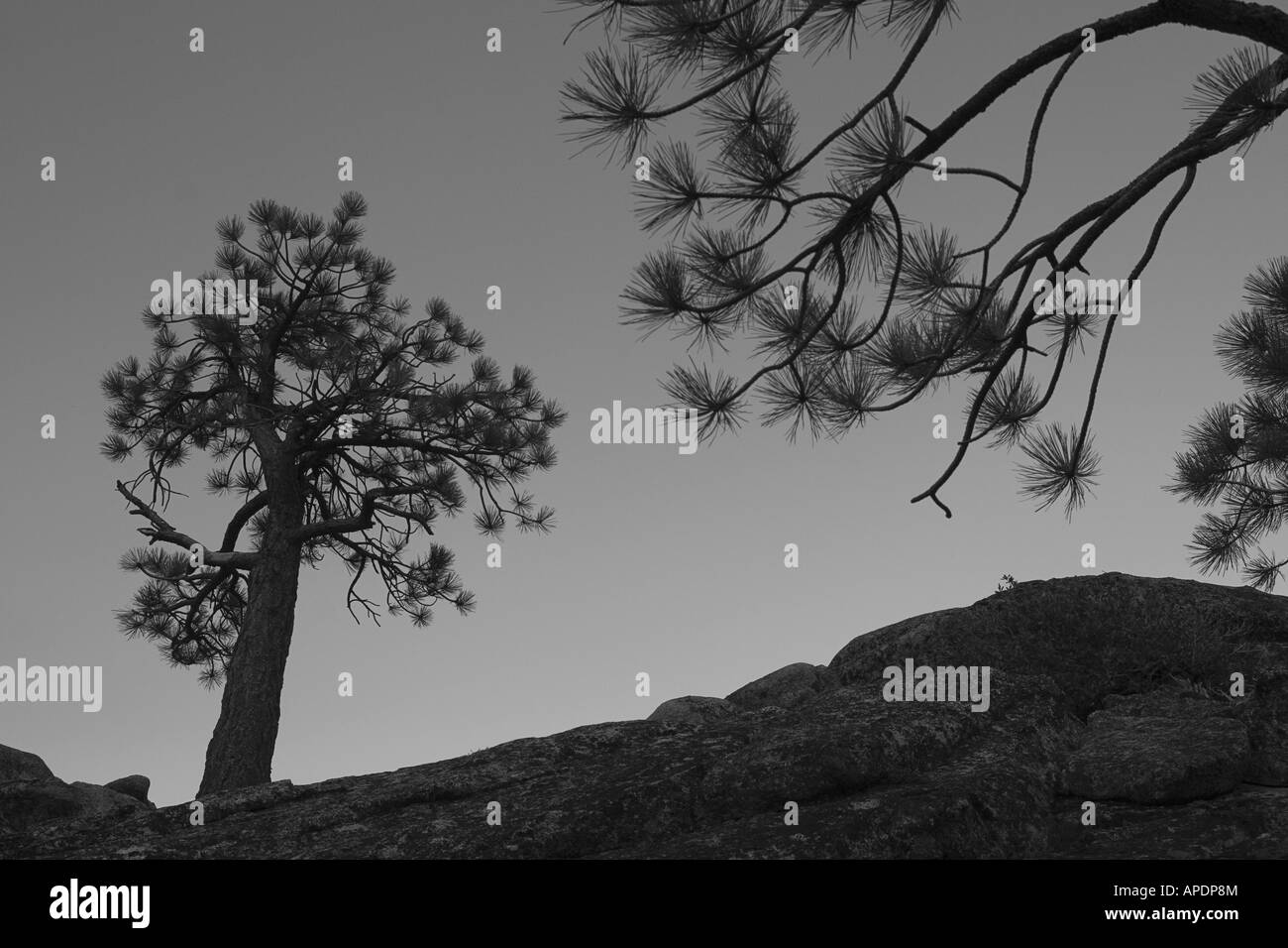 Une silhouette d'un pin, près du lac Tahoe en Californie Banque D'Images