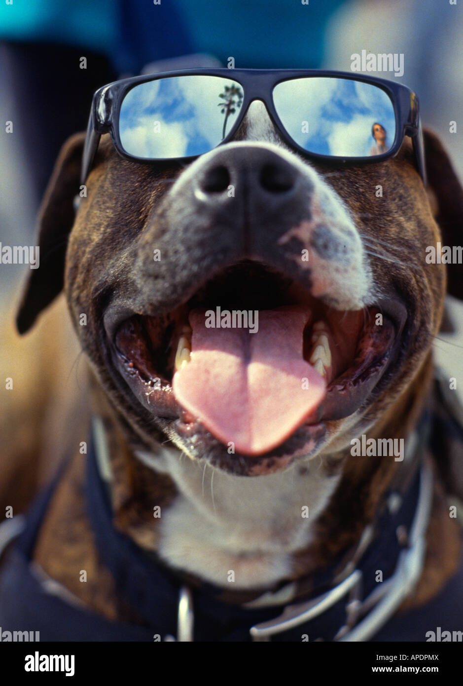 Chien cool avec des lunettes Photo Stock - Alamy