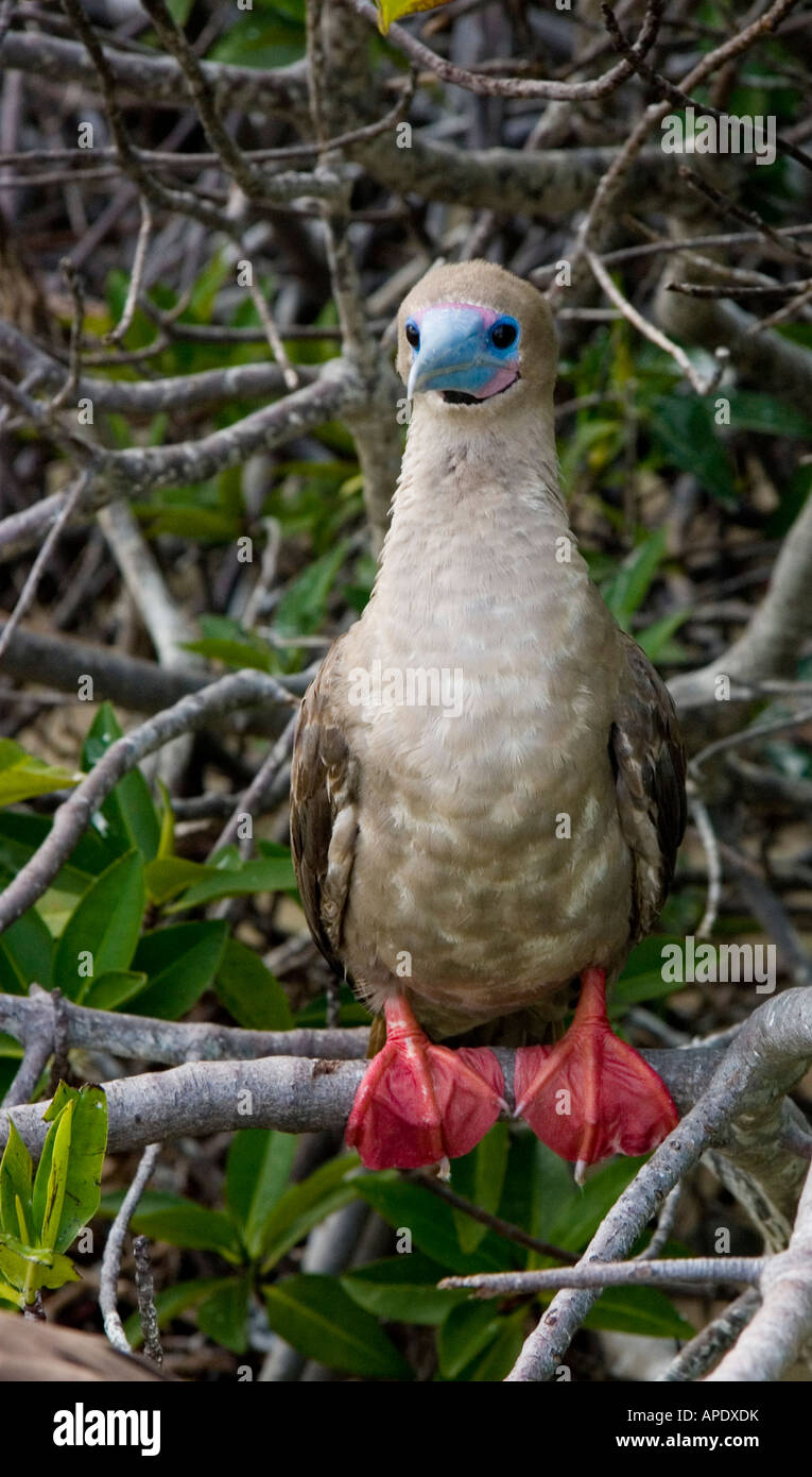 Pieds boobie rouge Oiseau originaire des îles Galápagos Banque D'Images