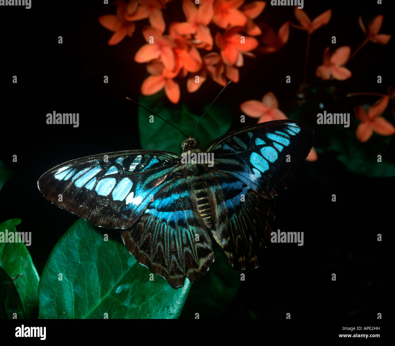 Clipper Butterfly, Parthenos sylvia lilacinus. (Captive) Banque D'Images