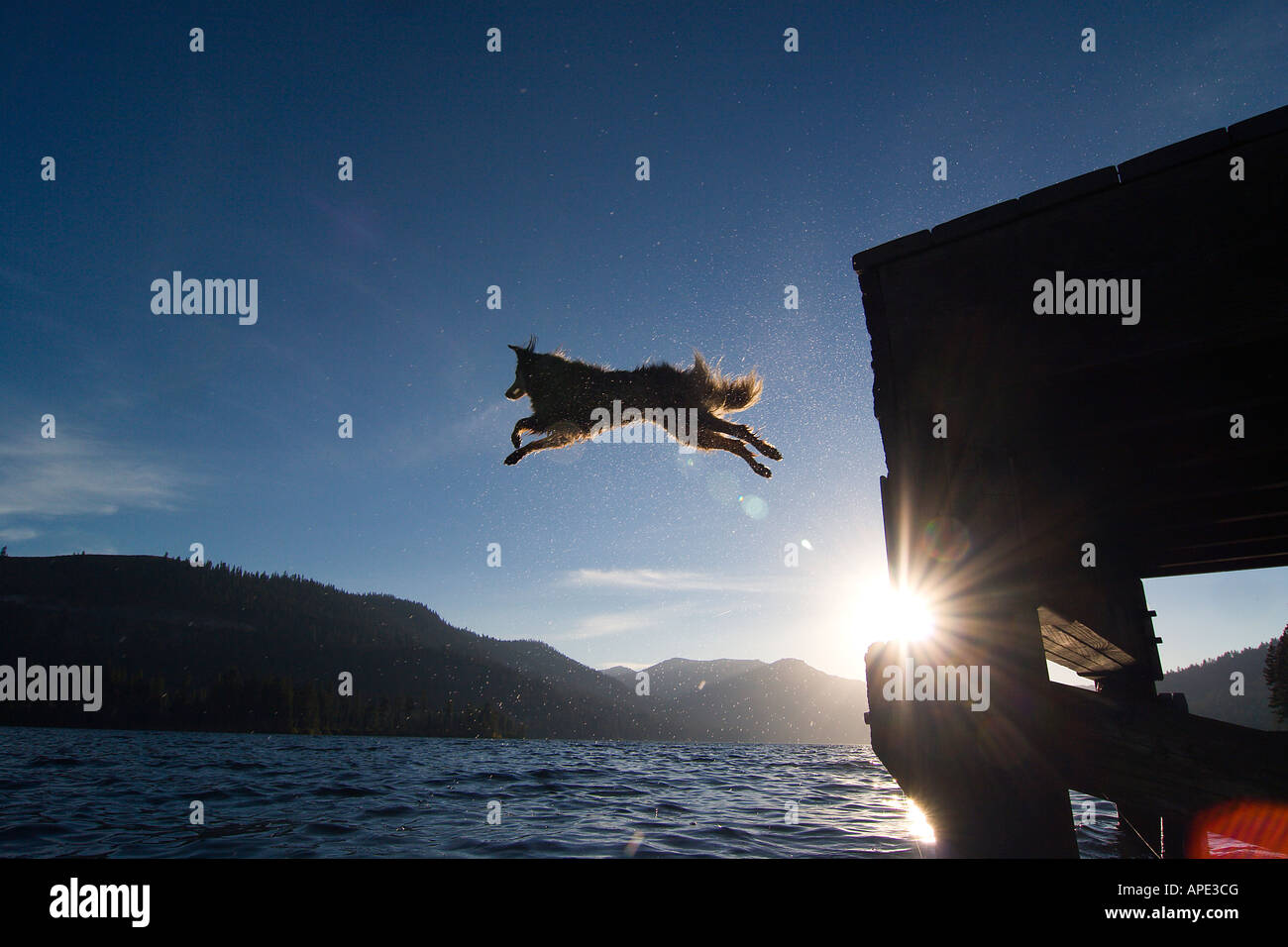 La silhouette d'un chien sautant d'un quai dans le lac Donner en Californie Banque D'Images