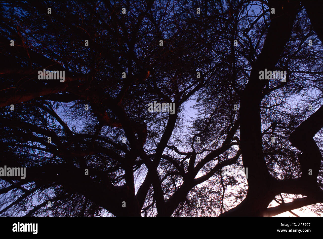 Image abstraite de l'arbre de vie Bahreïn Banque D'Images