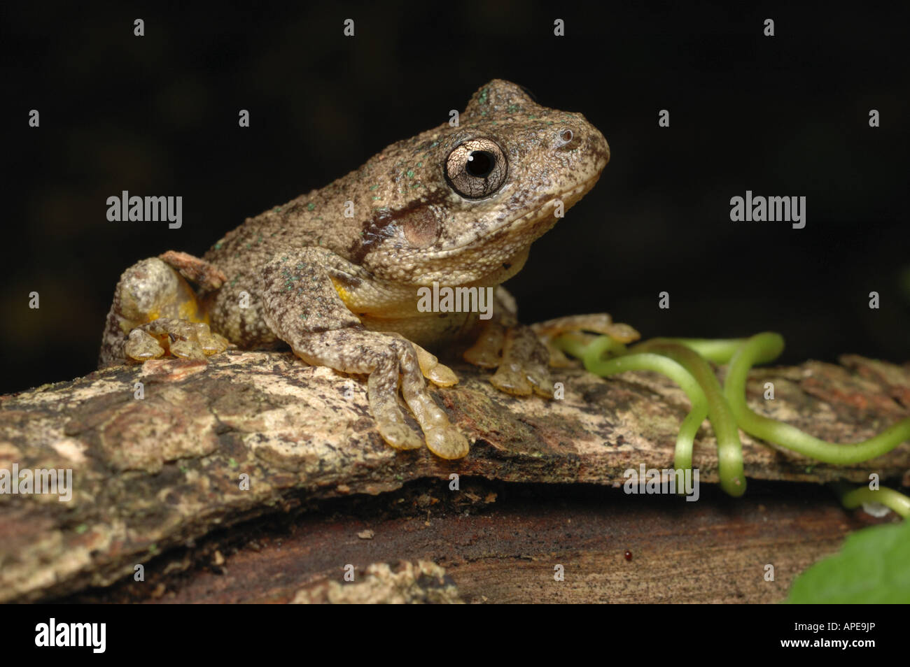 Peron's tree frog, Litoria peronii, à Pacé, NSW, Australie Banque D'Images