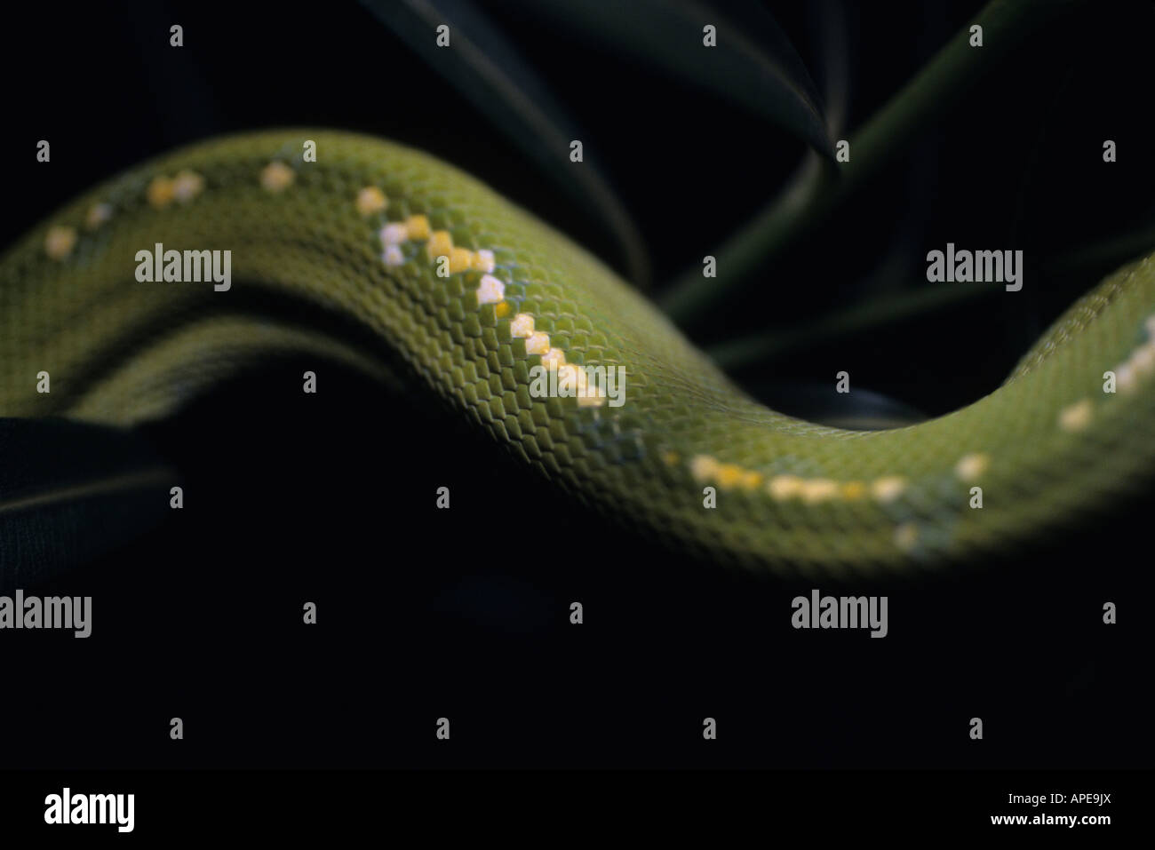 Une vue d'un arbre vert immature les échelles du python. Banque D'Images
