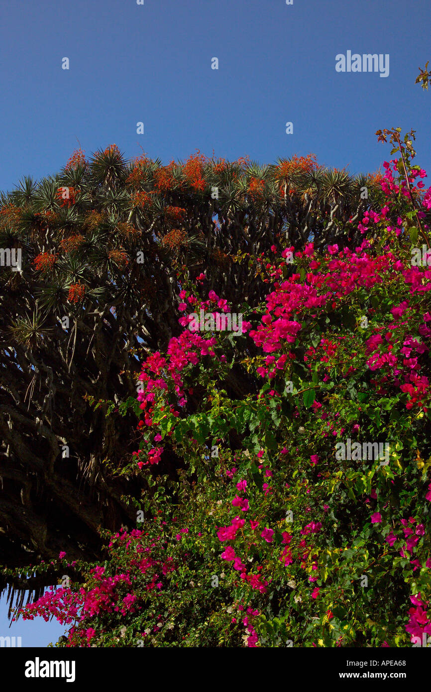 Espagne Iles Canaries Ténérife Icod de los Vinos Parque del Drago l'arbre Dragon Banque D'Images