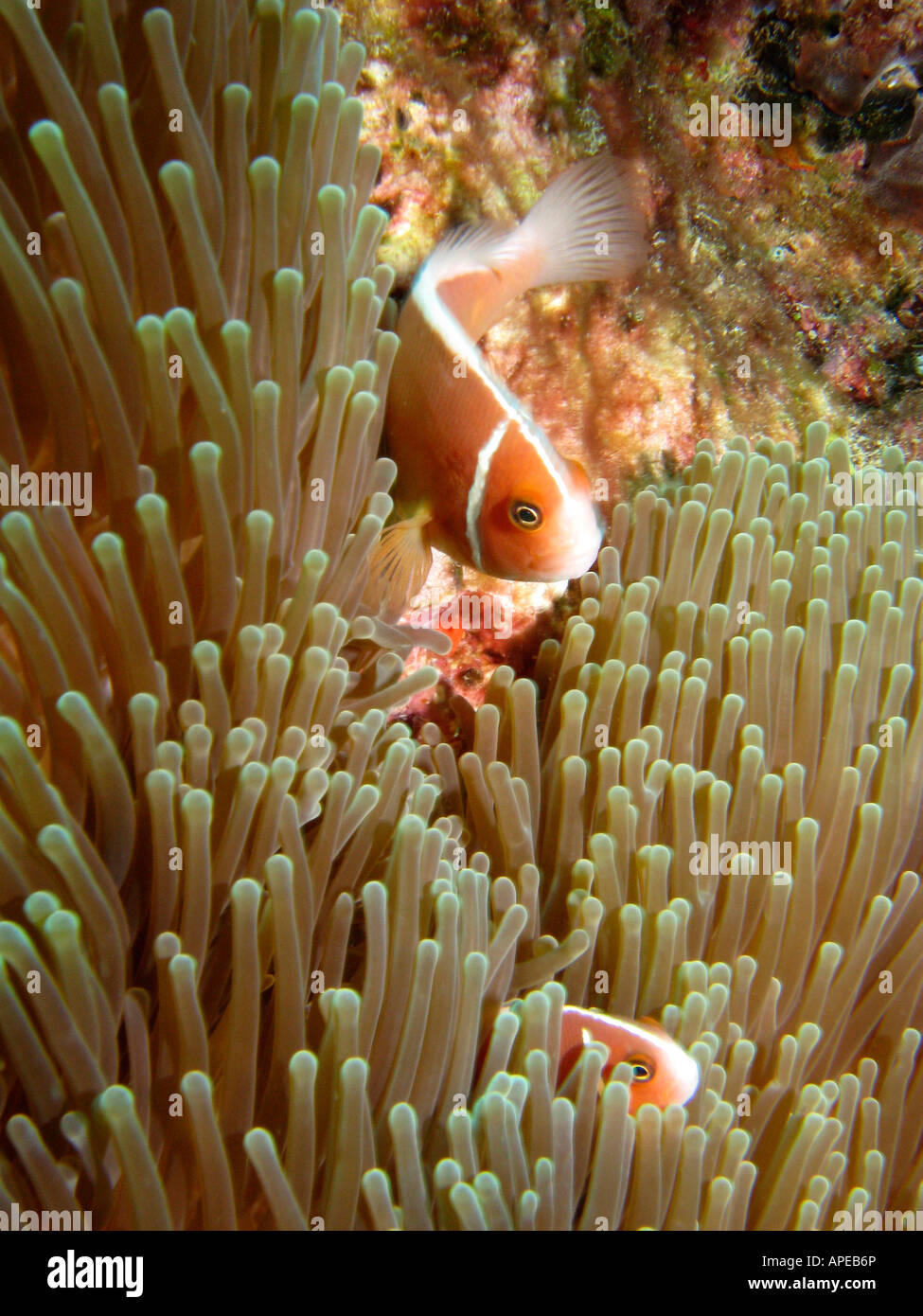Poisson Clown Amphiprion perideraion rose en Anemone Reef Agincourt Grande Barrière de corail du nord du Queensland en Australie Banque D'Images
