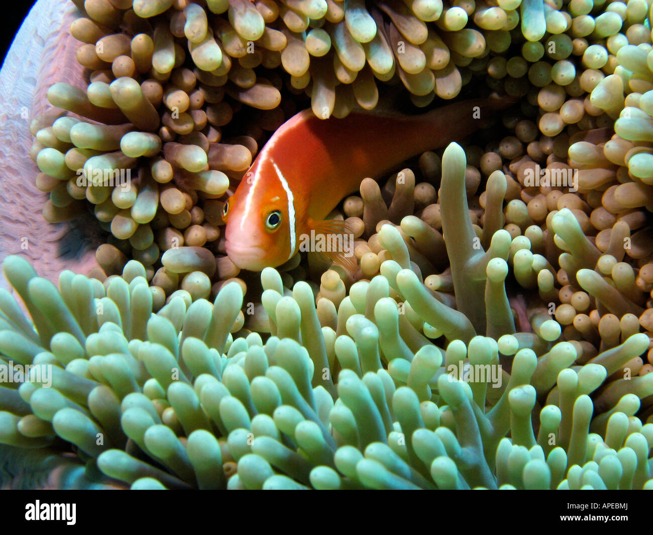 Poisson Clown Amphiprion perideraion rose en Anemone Reef Agincourt Grande Barrière de corail du nord du Queensland en Australie Banque D'Images