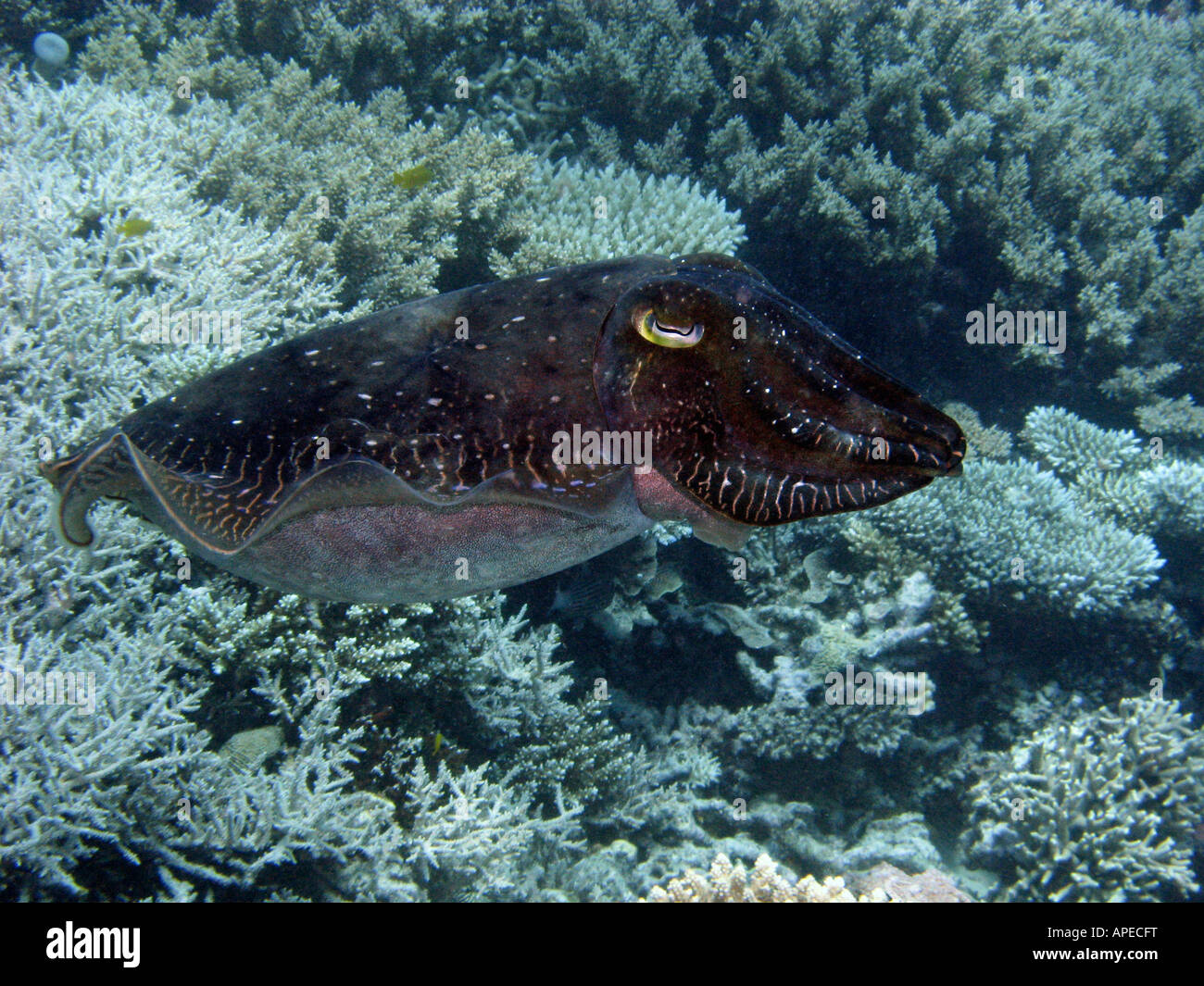 La seiche Agincourt Reef Grande Barrière de corail du nord du Queensland en Australie Banque D'Images