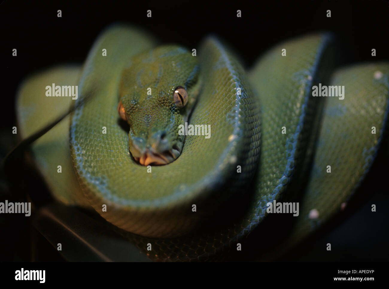 Un arbre vert python enroulé sur une branche ressemble à l'appareil photo. Banque D'Images