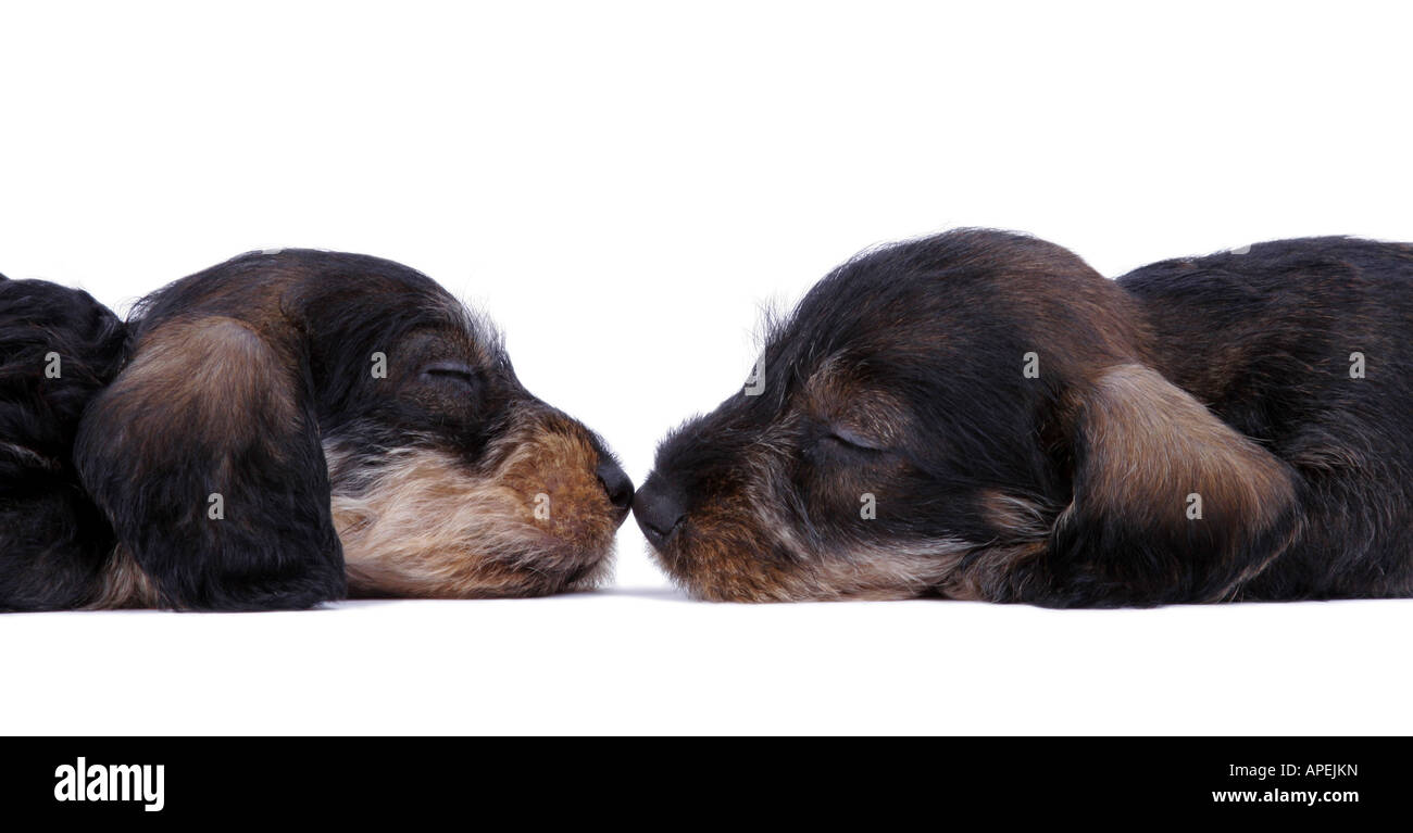 Teckel chien saucisse chien domestique Canis lupus familiaris f dormir deux chiots vis avis nez à nez Banque D'Images