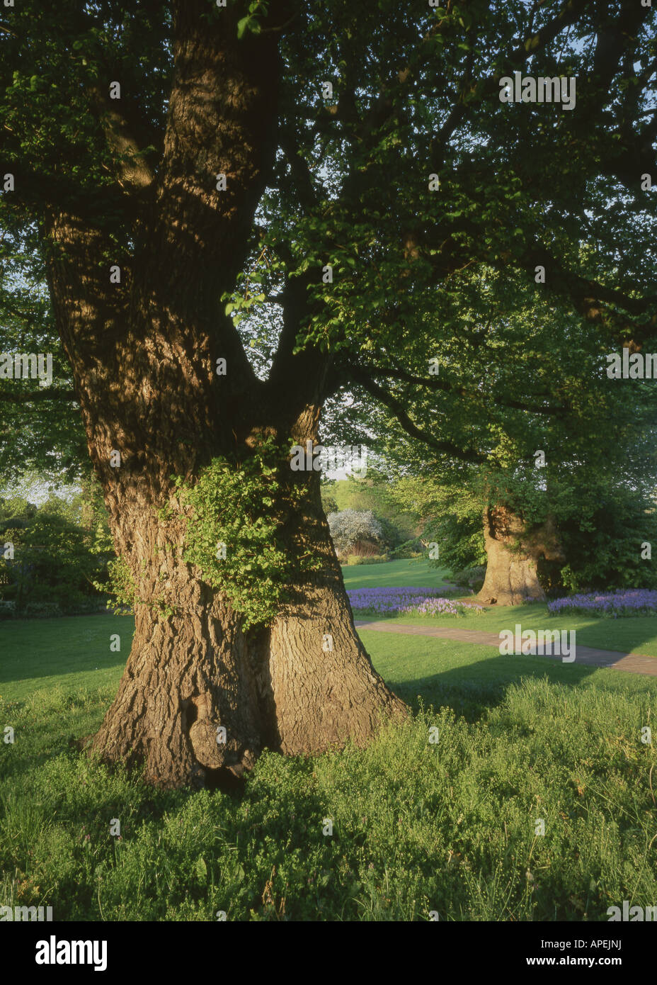 Preston Park Elms les deux derniers grands ormes qui ont été affectés par la maladie hollandaise de l'Orme, Brighton, UK Banque D'Images