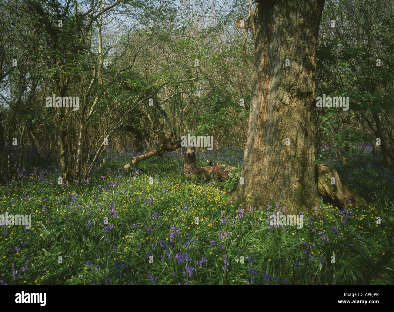 Bois taillis de noisetiers taillis et normes chêne au printemps avec l'anémone et cloches bleu fleur commence à Dorset UK Banque D'Images