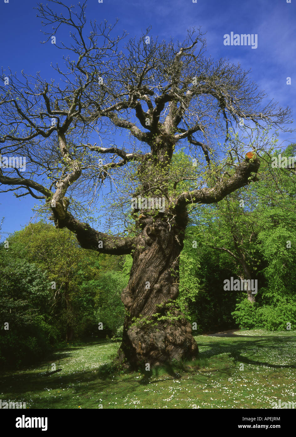 L'historique de Rizzio Châtaigner à Melville Castle près d'Édimbourg, une douce CHÂTAIGNIER Castanea sativa à Banque D'Images