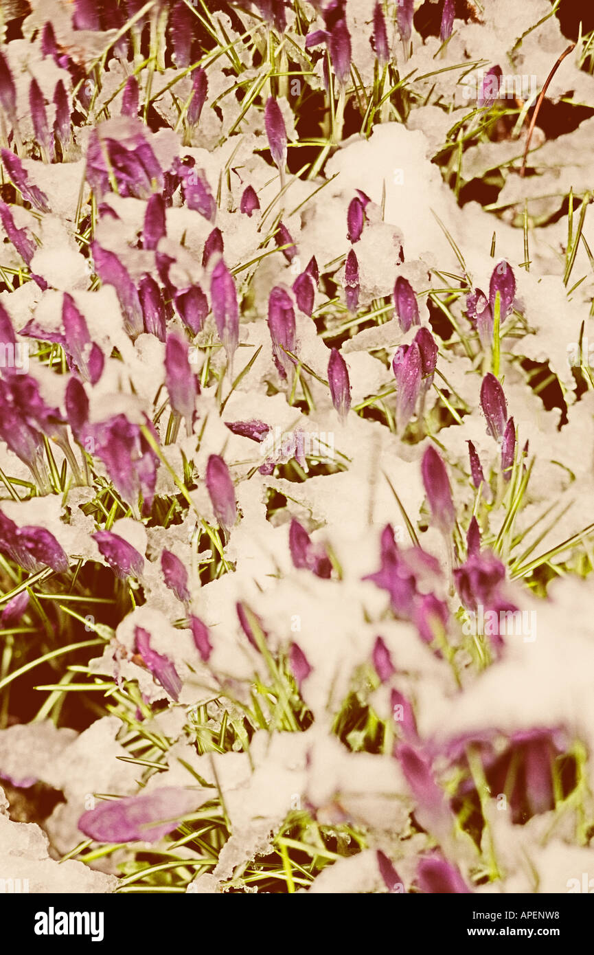 Les Crocus dans la neige Banque D'Images