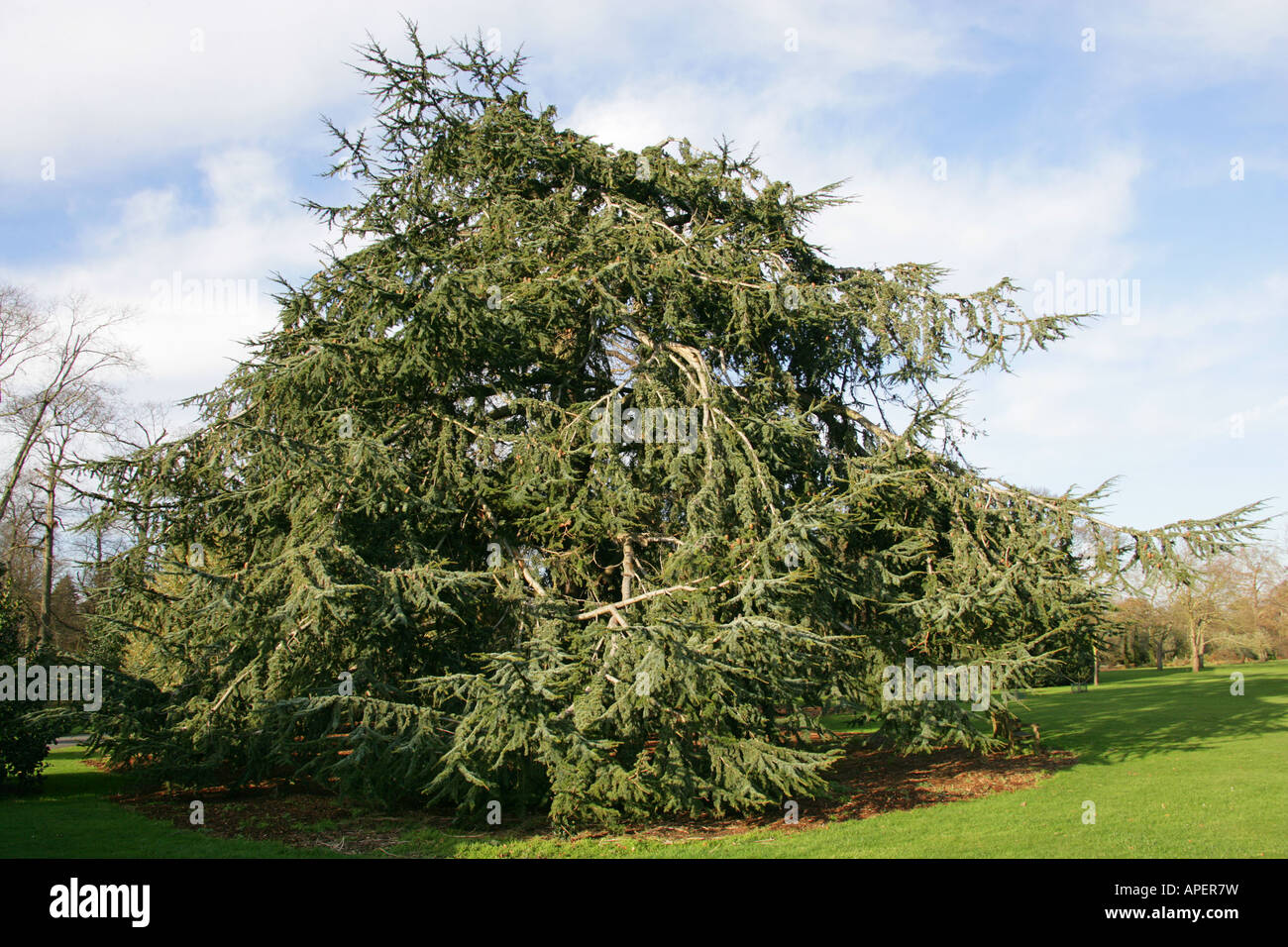 Cèdre de l'Atlas Cedrus atlantica Banque D'Images