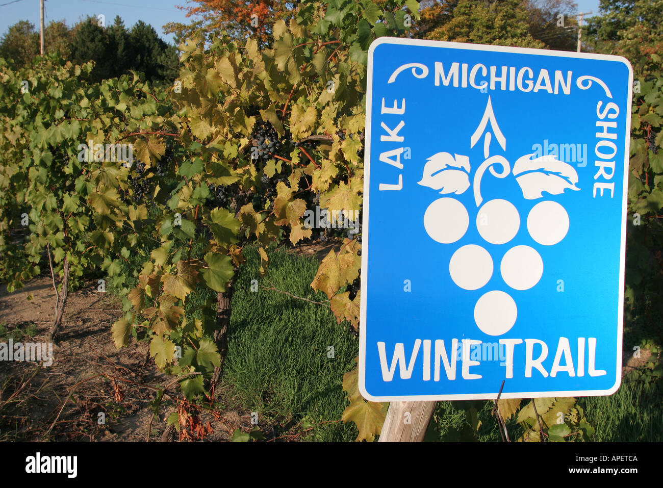 Michigan,MI,Mich,Upper Midwest,Fennville,Fenn Valley Vineyards and Wine Cellar,information,broadcast,publier,message,annoncer,Lake Michigan Shore Win Banque D'Images