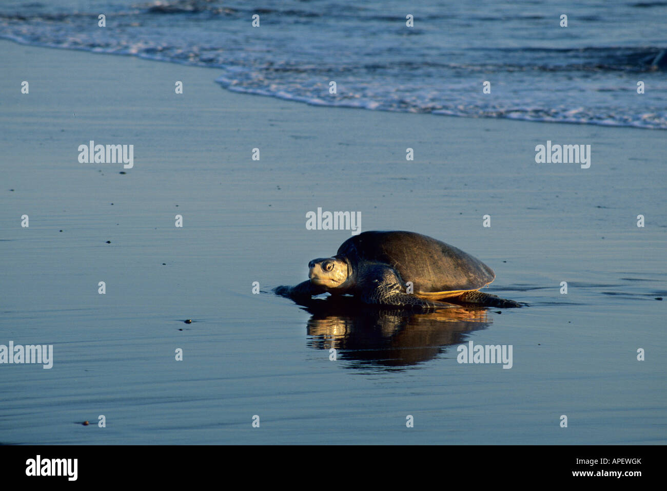 La tortue olivâtre (Lepidochelys olivacea) tortue de mer sur la plage