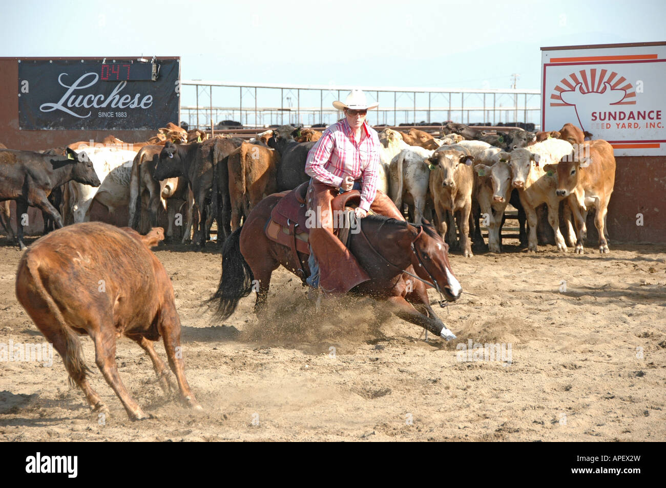 Cowboys les hommes et les femmes à réduire la concurrence avec le bétail à cheval sur ranch dans arena Banque D'Images