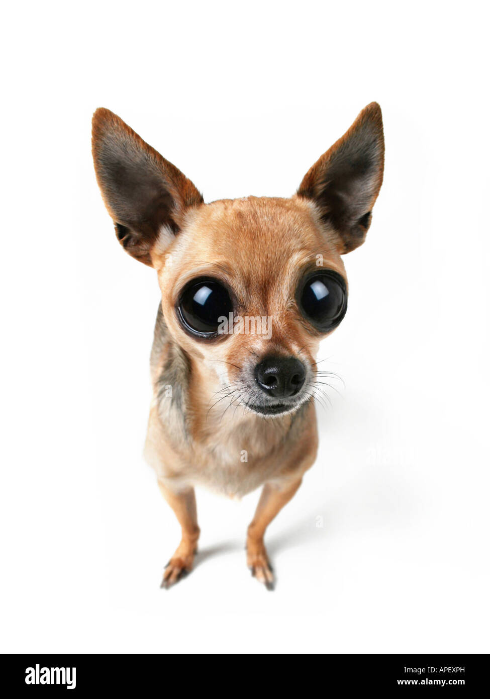 Trop chihuahua Banque D'Images