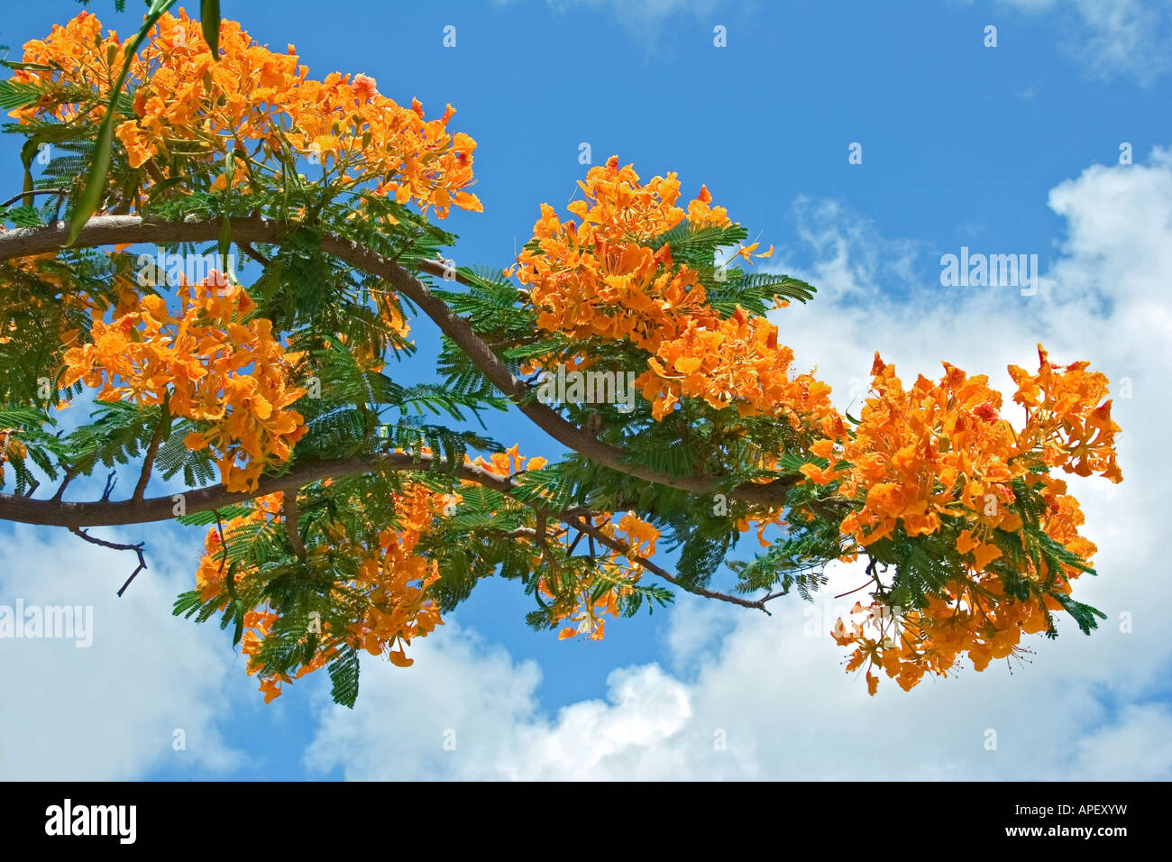Delonix regia jaune arbre flamboyant Royal Poinciana Banque D'Images
