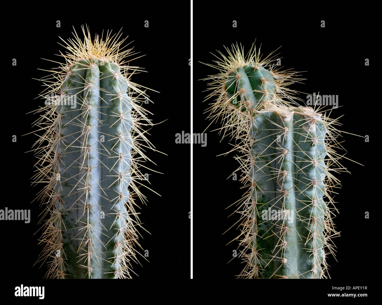 De nouvelles souches à partir d'un cactus de rejets des bourgeons latéraux. Banque D'Images