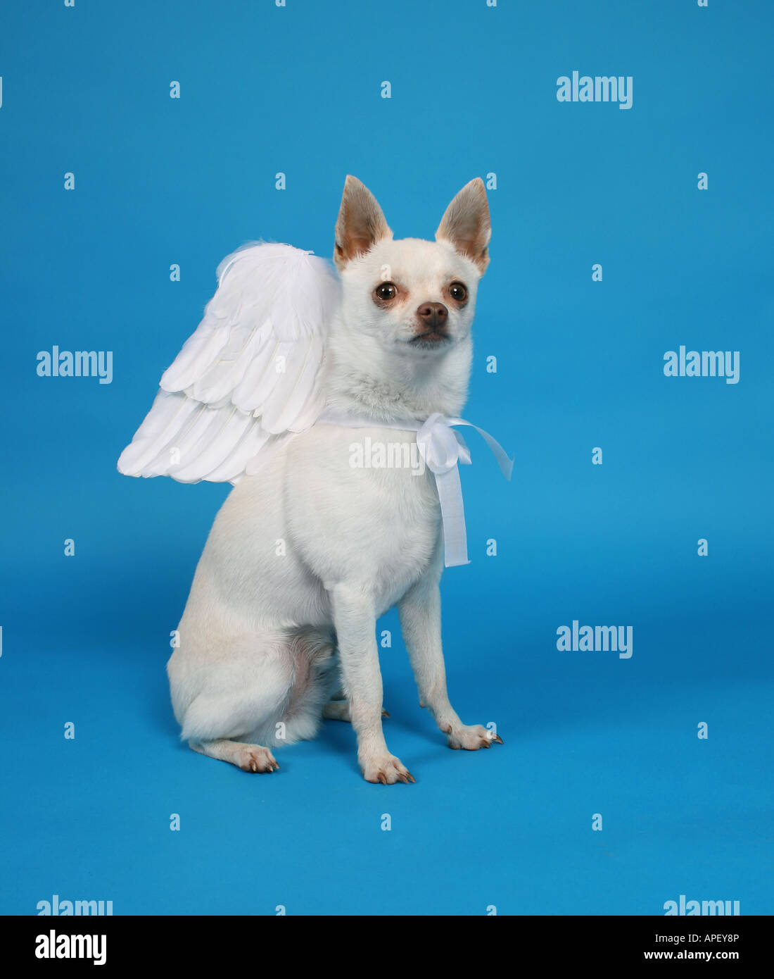 Un minuscule chihuahua avec ailes d'anges sur Banque D'Images