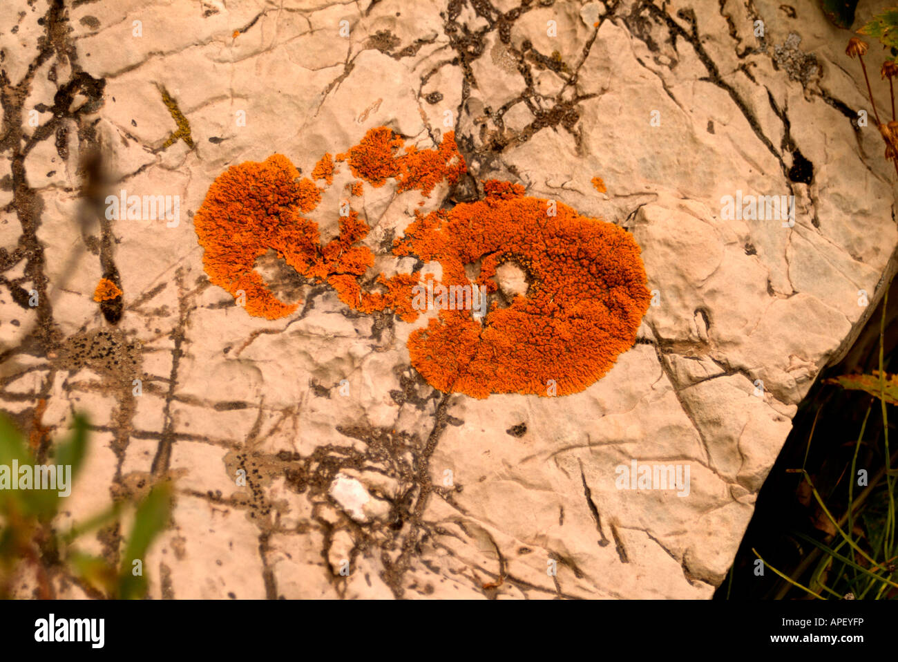Caloplace Lichen Orange forme de croissance de la croûte sur Altyn Calcaire Banque D'Images