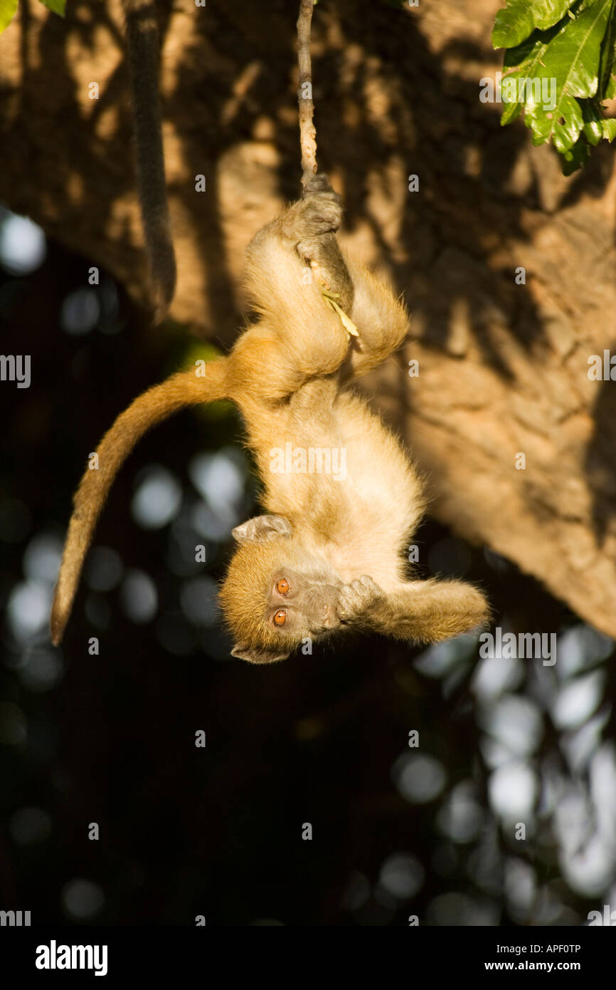 Babouin Chacma (Papio ursinus), ludique jeune tête en bas suspendu à une branche dans le matin Banque D'Images