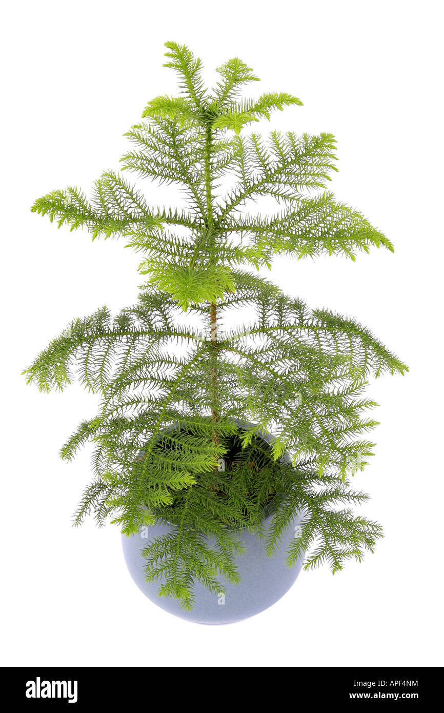 Île Norfolk Araucaria heterophylla Araucaria excelsa Pin plante en pot Banque D'Images