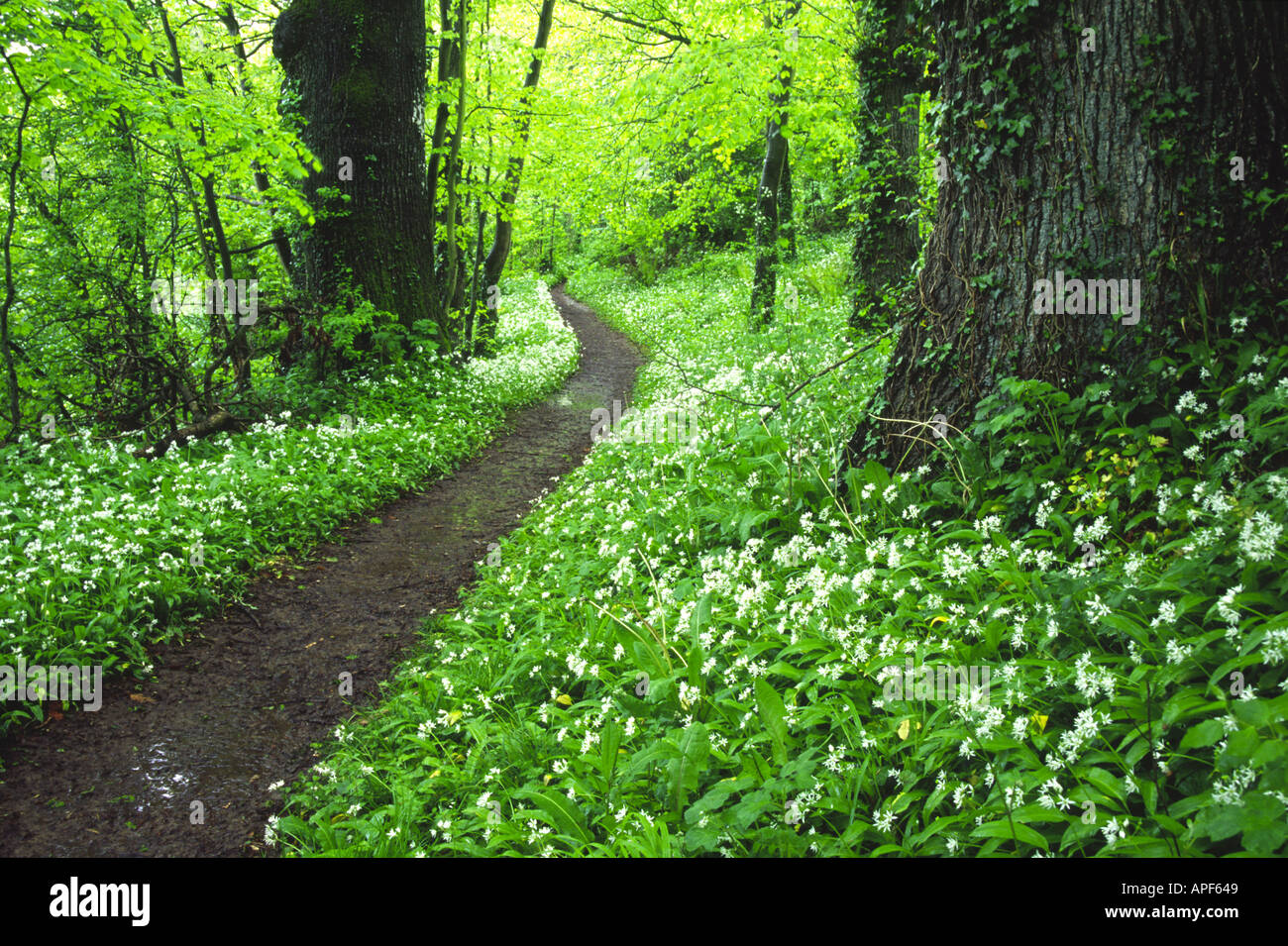 Sentier à travers un bois luxuriant à l'ail sauvage en fleur Banque D'Images