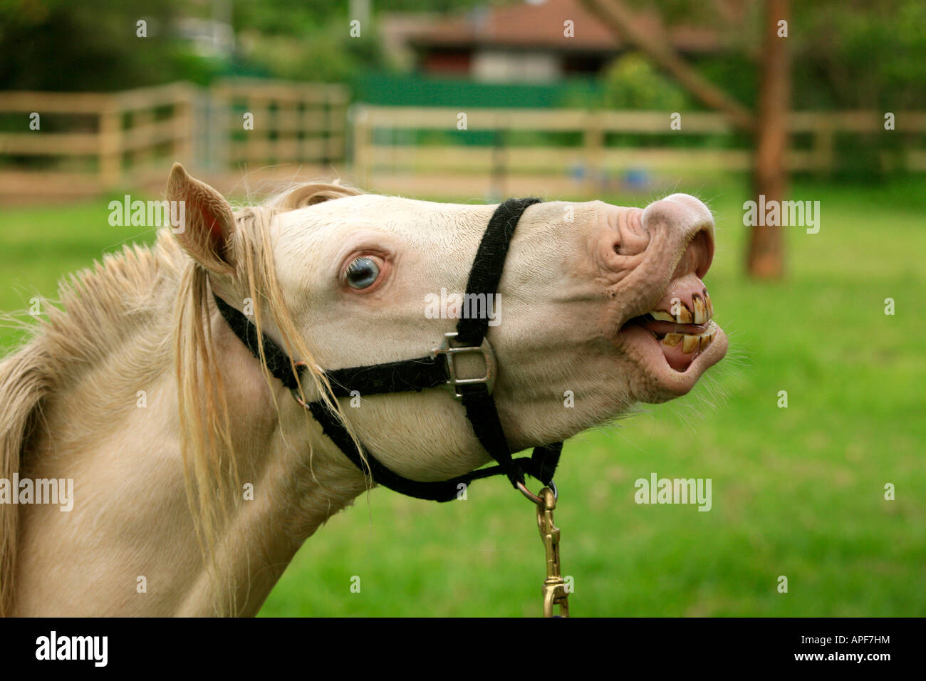 Mignon Petit Sourire Animal Poney Chevaux Droles Photo Stock Alamy Mignon Petit Sourire Animal Poney Chevaux Droles Photo Stock Alamy