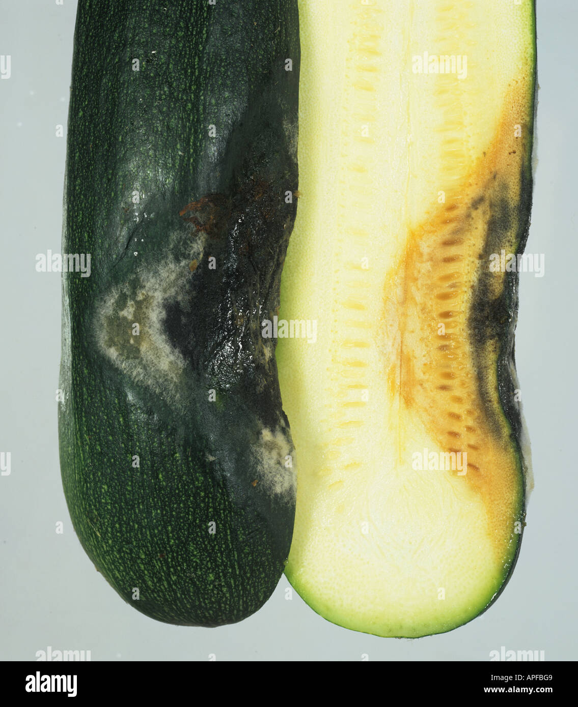 Didymella bryoniae la pourriture noire pourriture de stockage internes externes dommages aux courgettes Banque D'Images