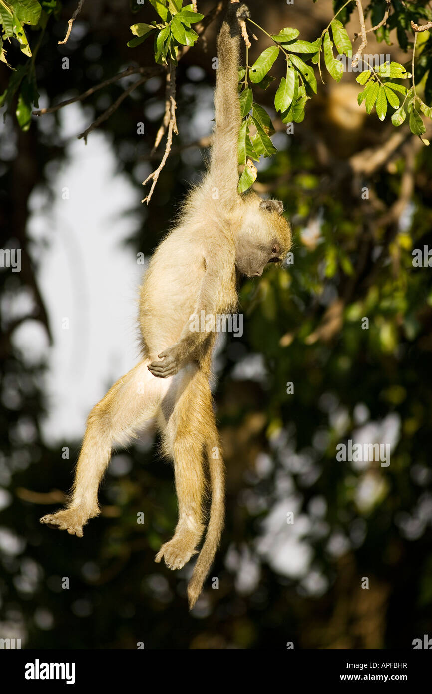 Babouin Chacma (Papio ursinus), ludique jeune pendu à une branche dans le tôt le matin Banque D'Images