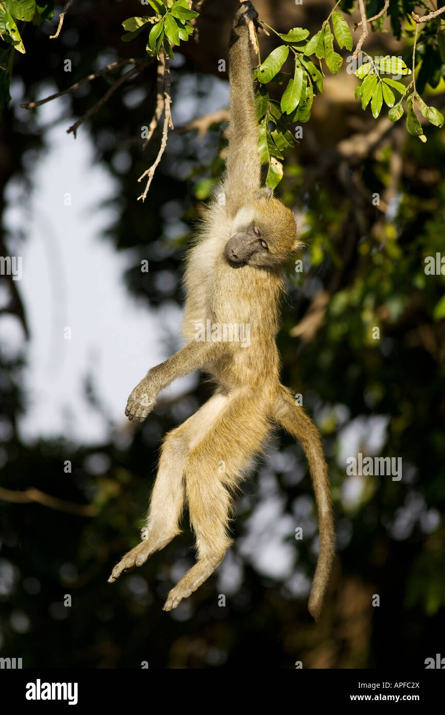 Babouin Chacma (Papio ursinus) jeune espiègle pendu à une branche dans le tôt le matin Banque D'Images