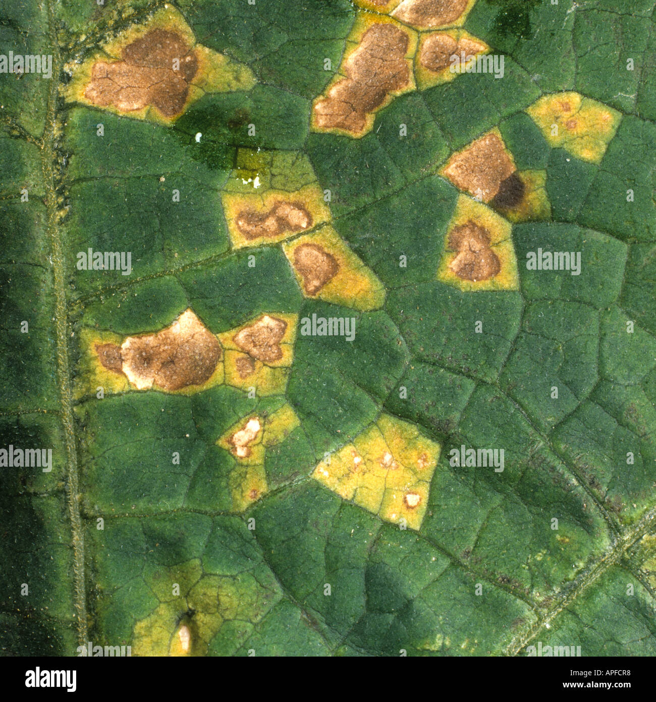 Lésions angulaires des taches foliaires (Pseudomonas syringae lacrymans) sur une feuille de courge Banque D'Images
