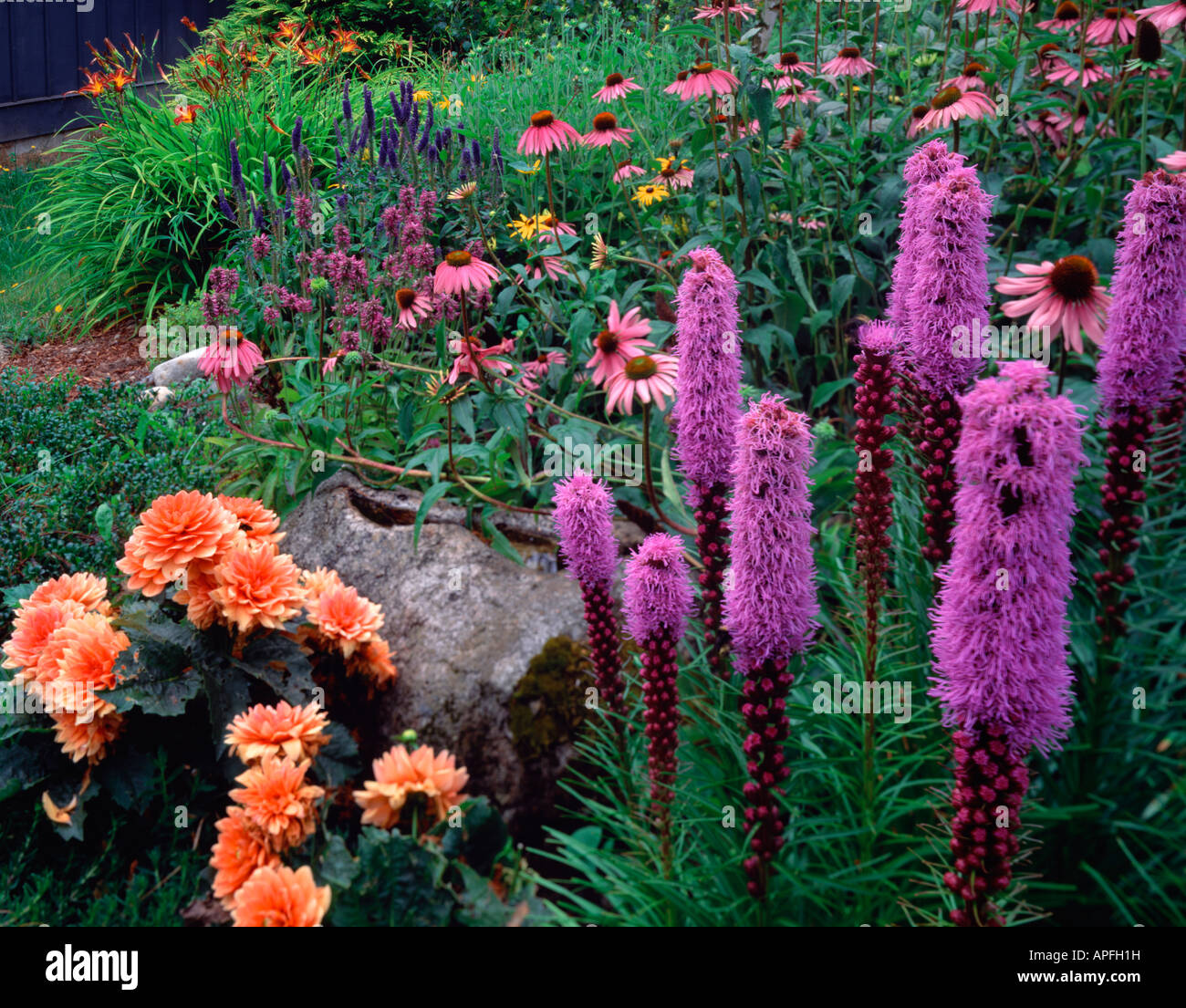 WA Vashon Island avec scène Jardin liatris échinacée et dahlias Banque D'Images WA Vashon Island avec scène Jardin liatris échinacée et dahlias Banque D'Images