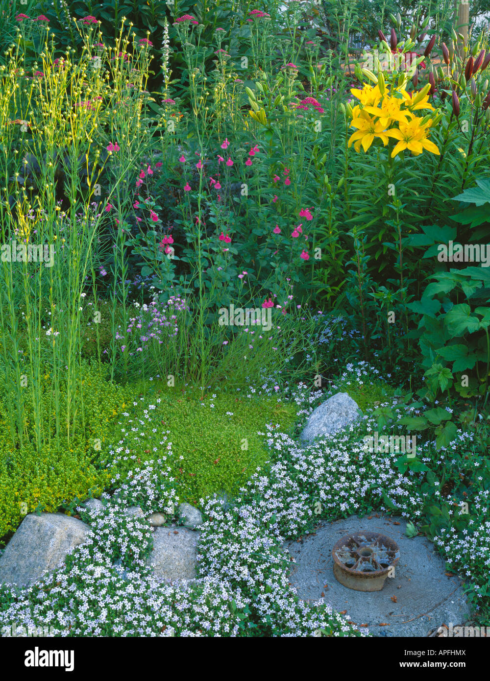 WA Vashon Island au nord-ouest de l'été avec un jardin en bordure de chemin et couvre-sol à fleurs de lys penstemon Banque D'Images WA Vashon Island au nord-ouest de l'été avec un jardin en bordure de chemin et couvre-sol à fleurs de lys penstemon Banque D'Images