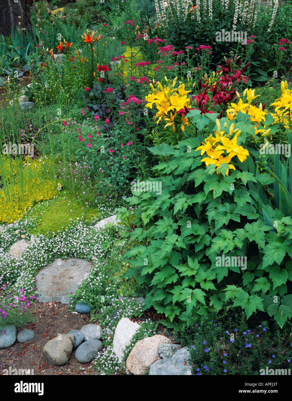 WA Vashon Island au nord-ouest de l'été avec un jardin en bordure de chemin et couvre-sol à fleurs de lys penstemon Banque D'Images WA Vashon Island au nord-ouest de l'été avec un jardin en bordure de chemin et couvre-sol à fleurs de lys penstemon Banque D'Images