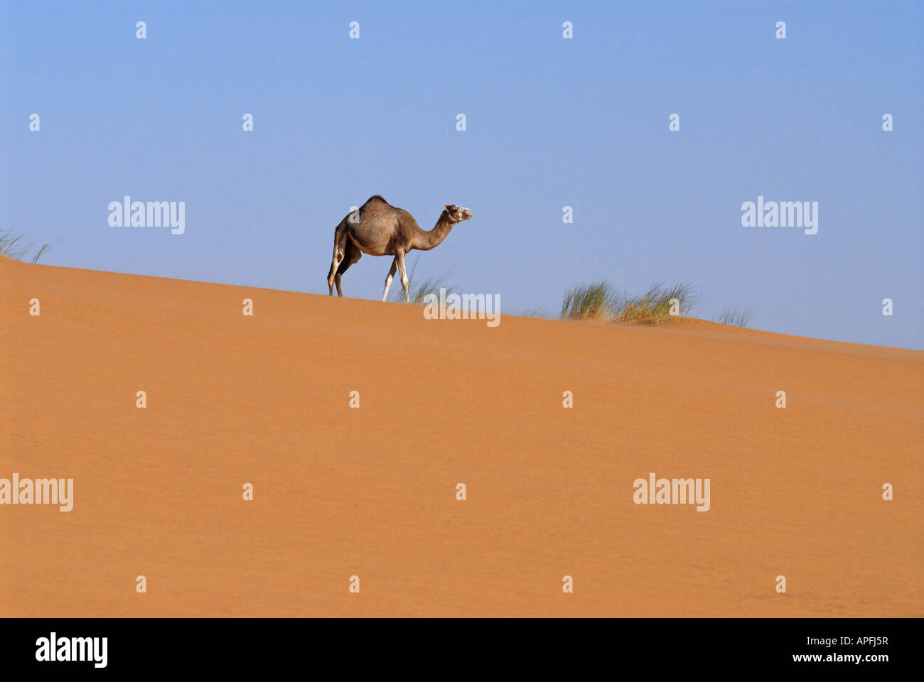 La Mauritanie Sahara Chameau Banque D'Images