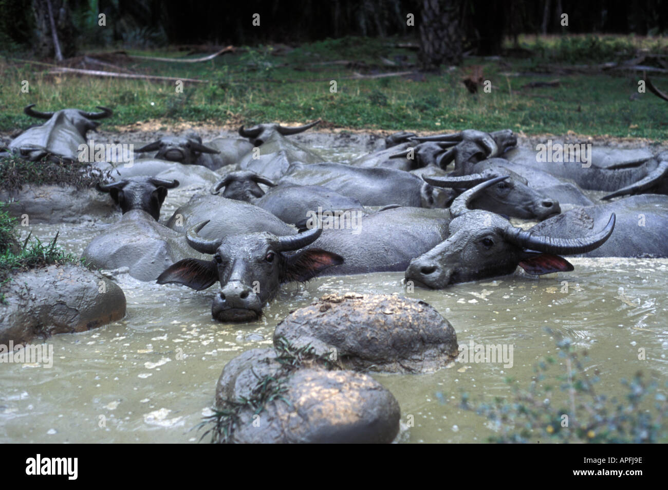 Les buffles d'eau se vautrer dans la boue, la Malaisie Banque D'Images