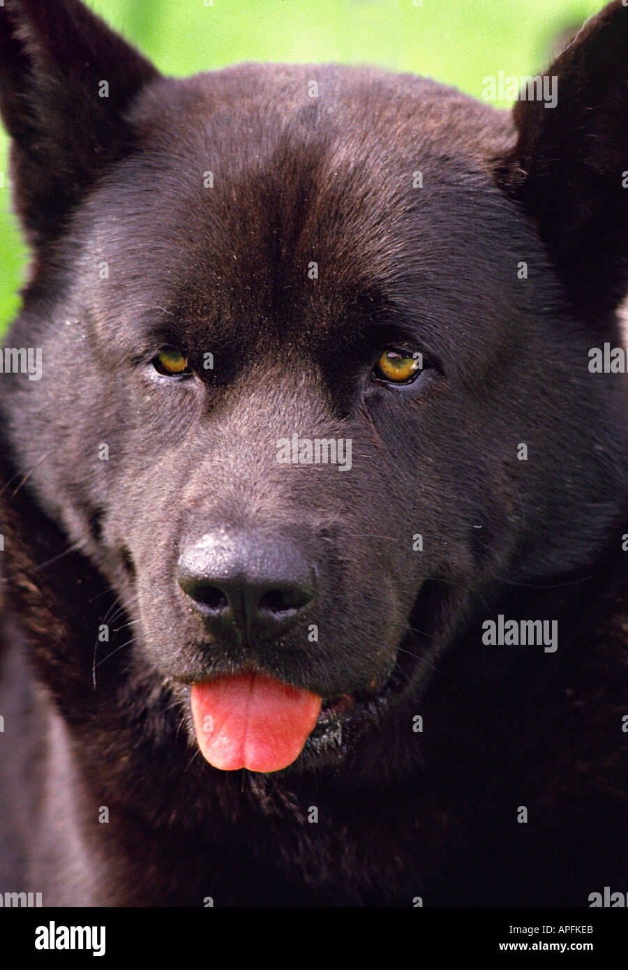 Portrait Dun Chenil De Chiens Akita Inu Noir Sur Lherbe