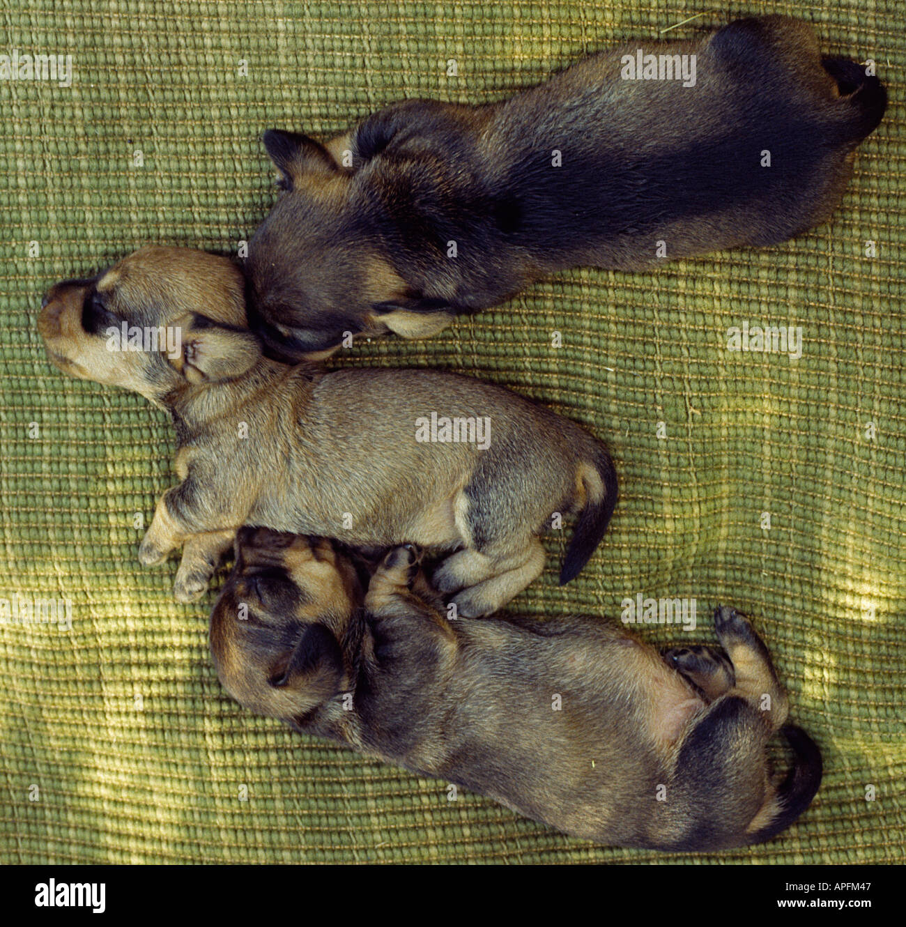 3 trois petits petits chiots d'un teckel dormir sur une couverture dans l'ombre Banque D'Images