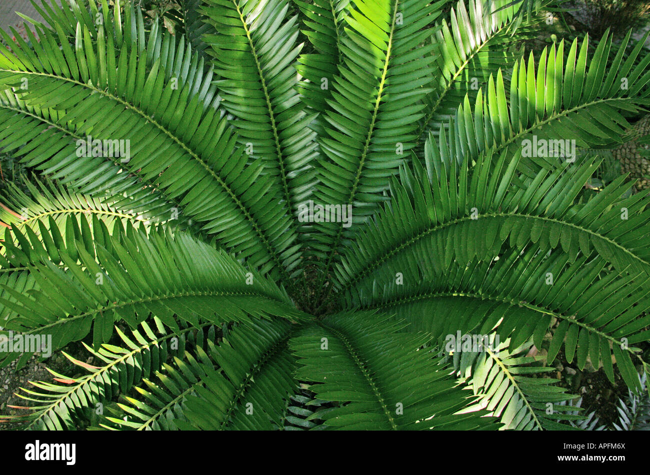 Esape Fern, Polystichum munitum, Dryopteridaceae Banque D'Images