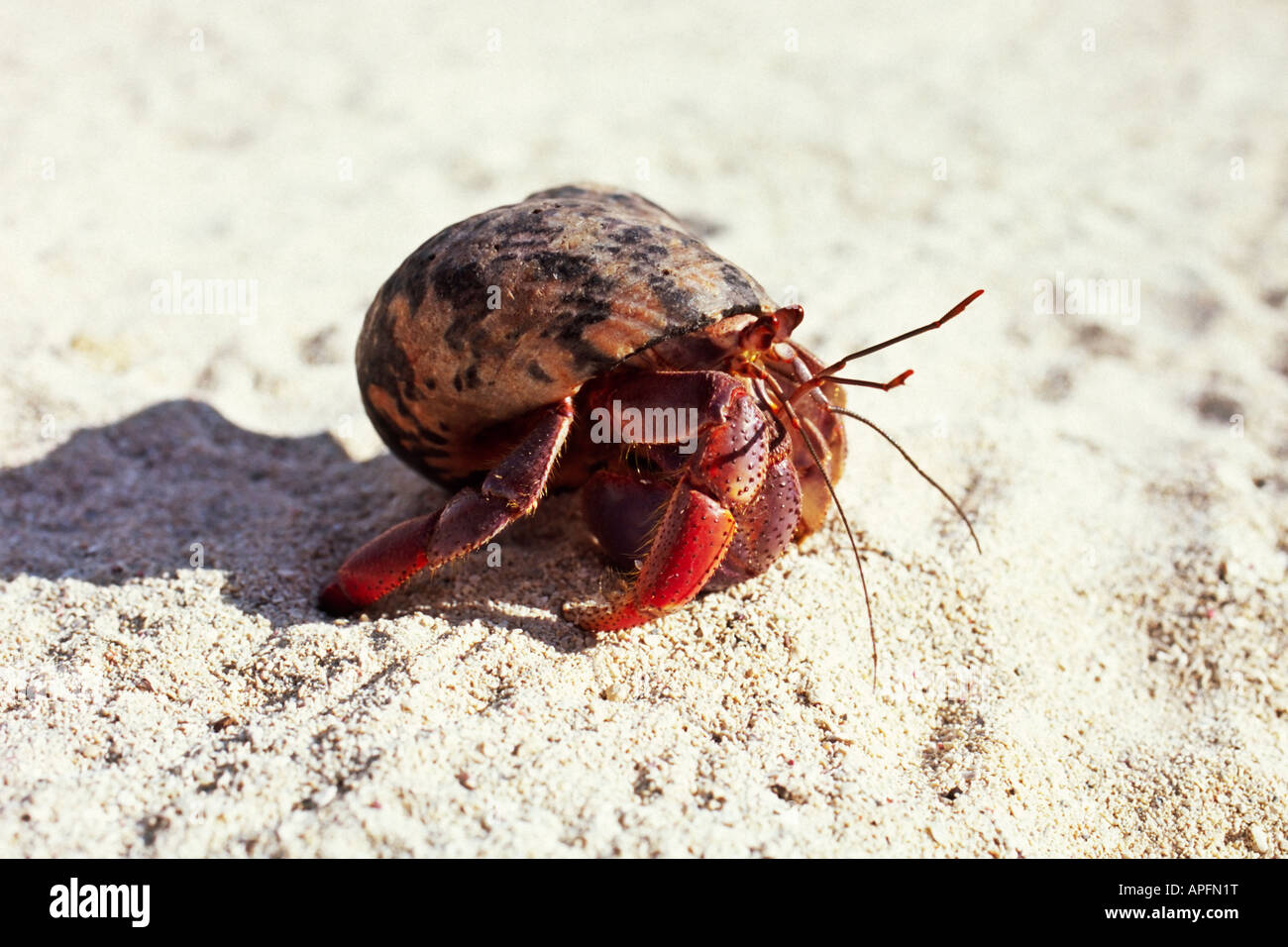 L'ermite de ramper à travers les sables d'une plage à Cuba Banque D'Images