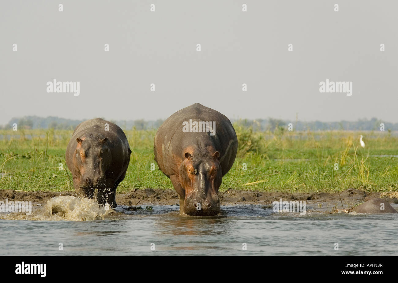 Hippopotame (Hippopotamus amphibius), des profils avec veau immatures à un roseau Grassy Island dans la rivière Zambèze Banque D'Images