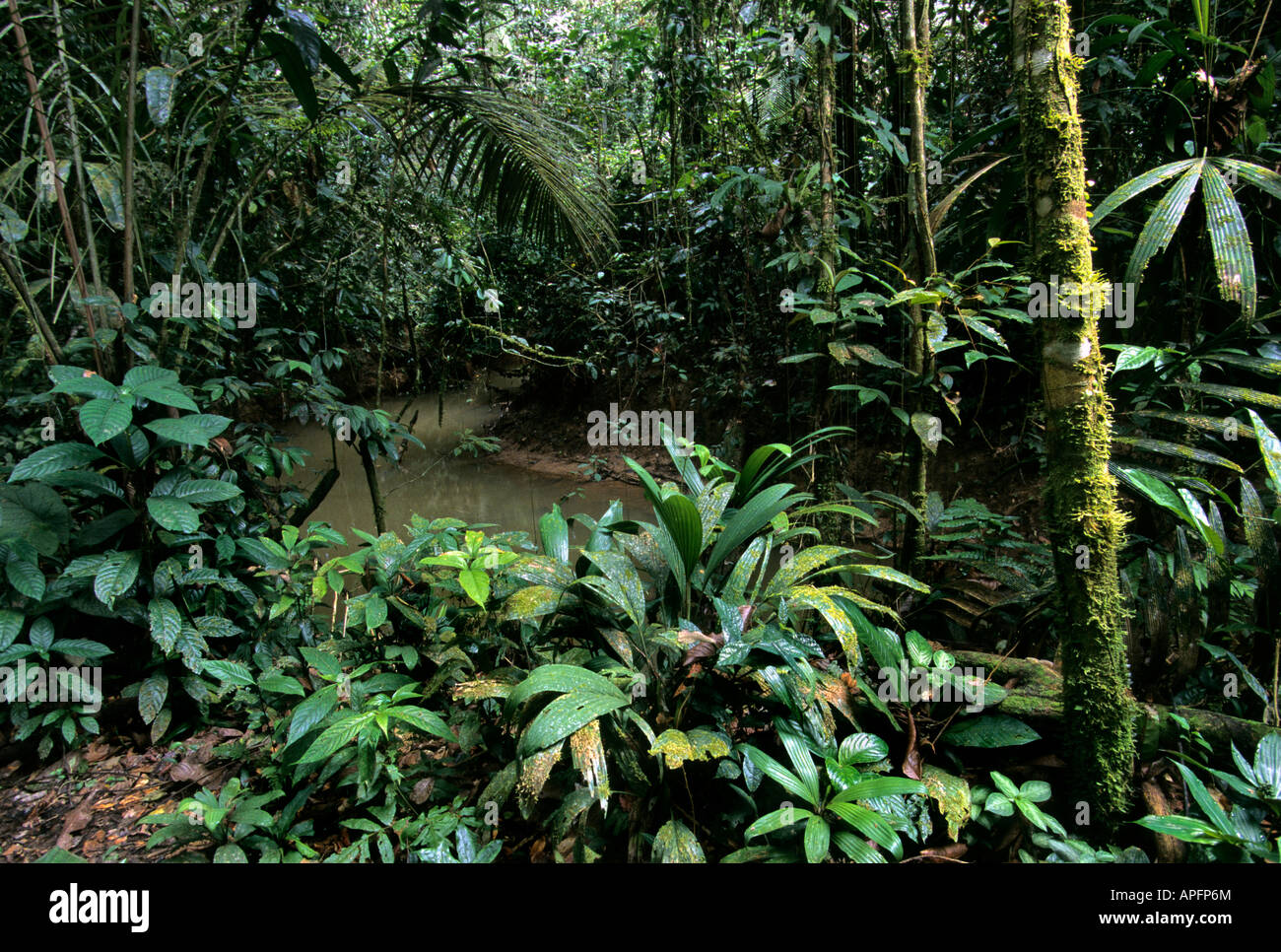 Forêt amazonienne. Explorama Lodge quartier Loreto, le Pérou. Banque D'Images
