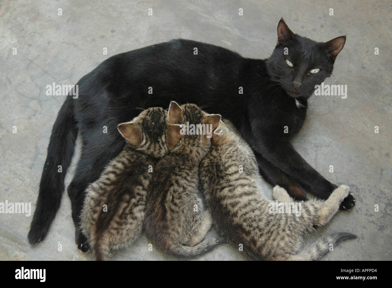 Femme chat domestique avec chatons de wild cat africaine près de Parc transfrontalier de Kgalagadi en Afrique du Sud Banque D'Images